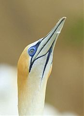 Australasian Gannet